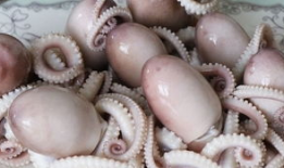 网红八爪鱼吃瓜爆料,揭秘网红圈幕后风云